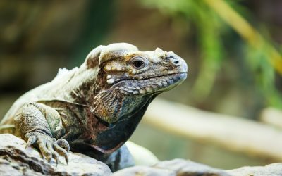 Exotic Pets: Understanding the Allure and Responsibilities
