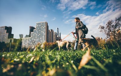 Navigating the Concrete Jungle: Training Your Dog for Urban Environments